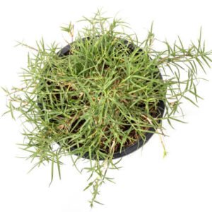 Bermuda Grass (Arugampul / Durva) Powder Capsules – Cynodon dactylon