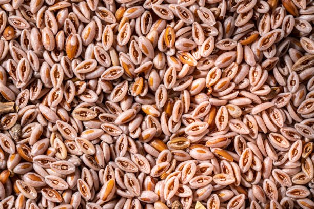 Psyllium Seeds